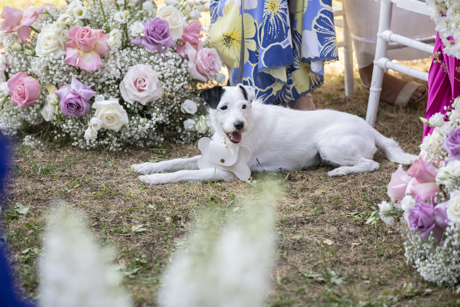 Il cane sdraiato tra i fiori della cerimonia Il cane sdraiato tra i fiori della cerimonia